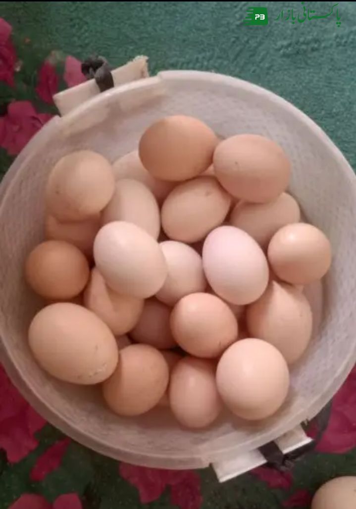 Fresh desi eggs Available Now