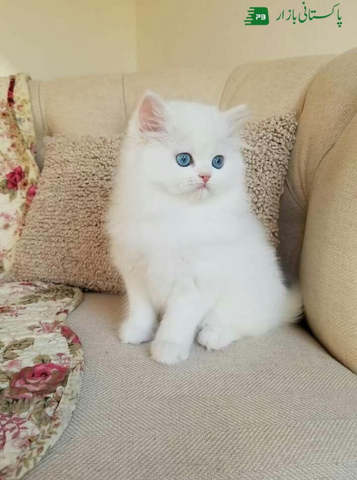 Persian cat