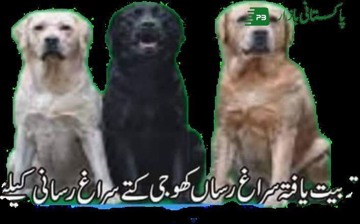 Army Dog Center Islamabad