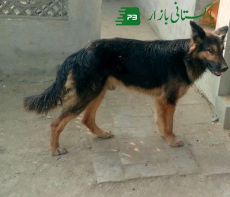 German shepherd dog available