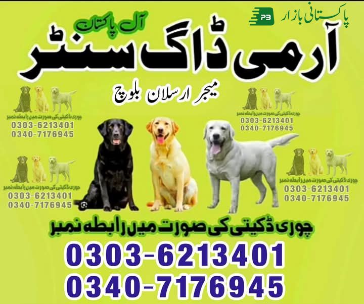 Army Dog Center Gujrat 03036213401 Khoji Dogs